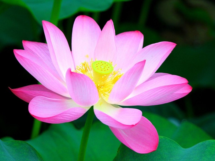 Provital Article Card Image Canva