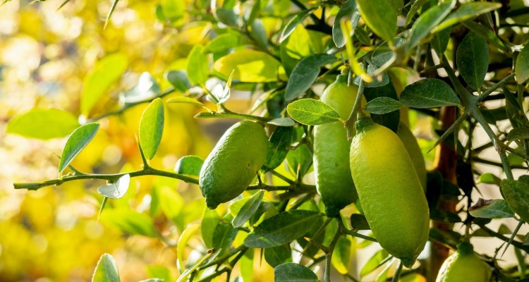 Finger Lime Caviar Cellular Extract