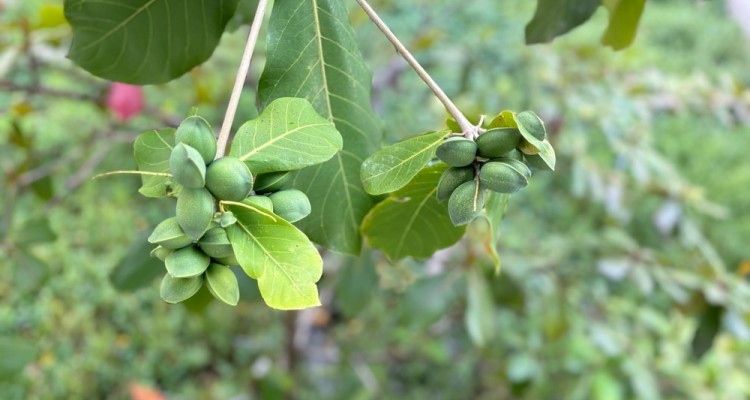 Kakadu Plum Cellular Extract