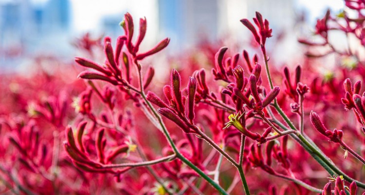 Kangaroo Paw Cellular Extract
