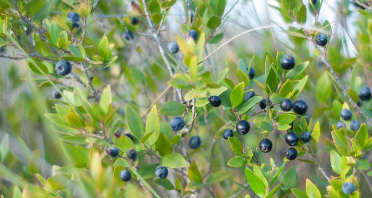 Mountain Pepper Berry Cellular Extract