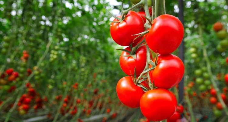 Red Velvet Oil™​